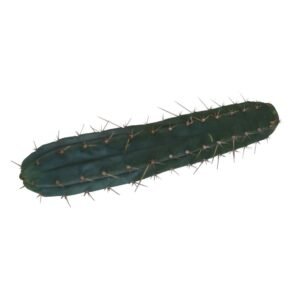 Macrogona Cutting (25-29 cm)