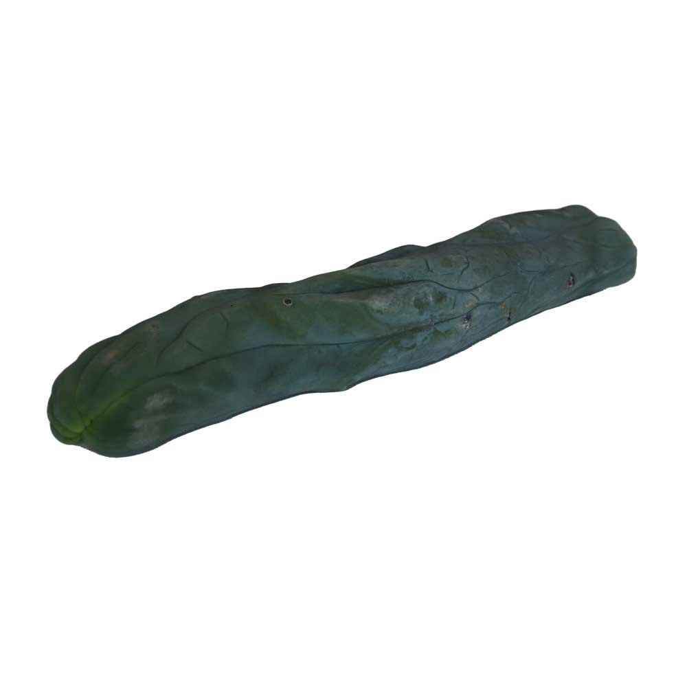 Monstrosus Cutting (25-29 cm)