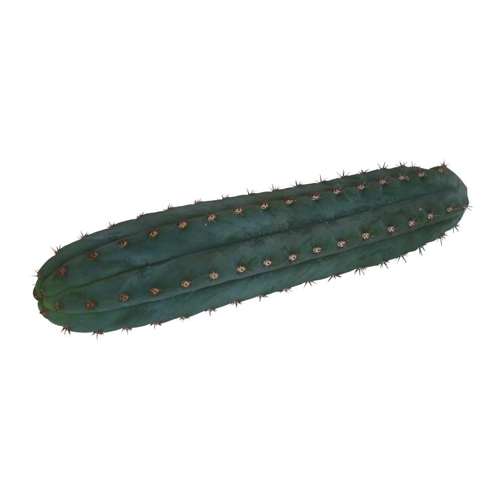 San Pedro Cutting Pachanoi